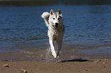 SIBERIAN HUSKY 581